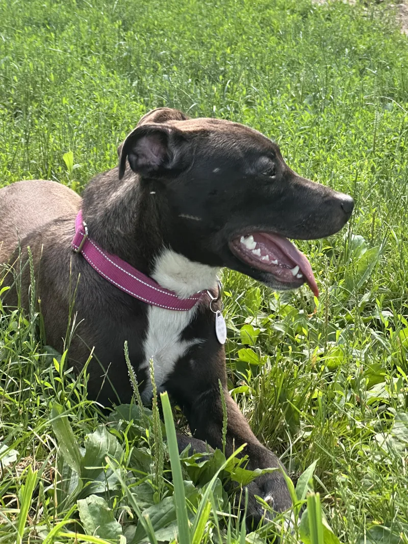 A young medium-sized female Brown / Chocolate Mixed Breed dog named Patsy for adoption in CHURCHVILLE, NY
