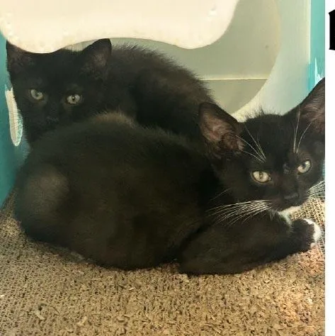 A baby medium-sized male Black Domestic Short Hair cat named Morty for adoption in Monroe, NC