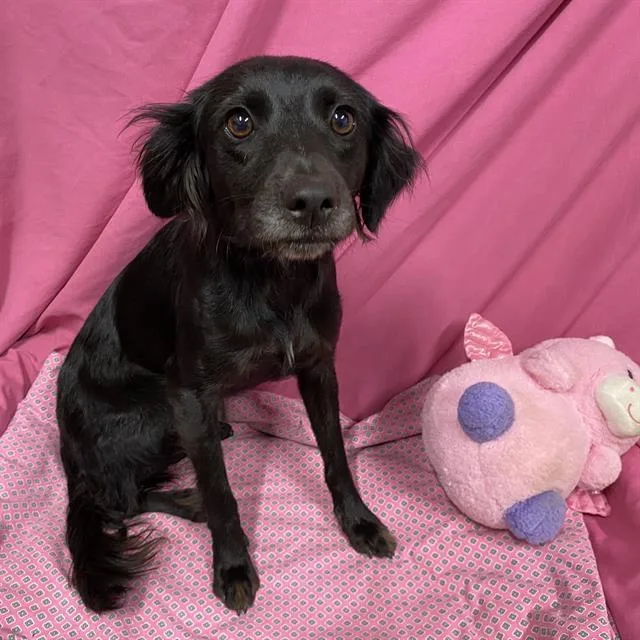A young small-sized female Cocker Spaniel dog named A for adoption in Modesto, CA