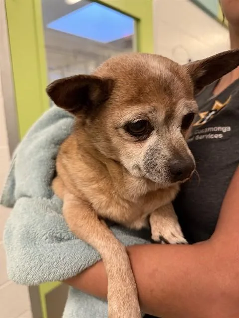 A senior small-sized female Chihuahua dog named Peanut for adoption in Rancho Cucamonga, CA