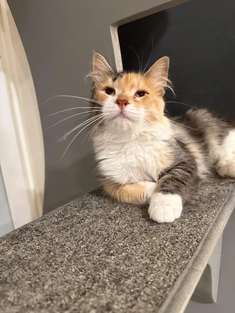Suki