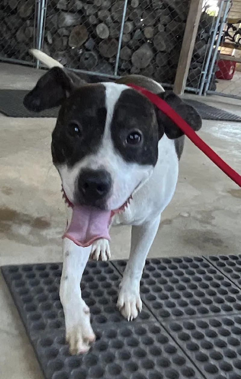A young medium-sized male Brindle Pit Bull Terrier dog named Chances for adoption in Spring, TX