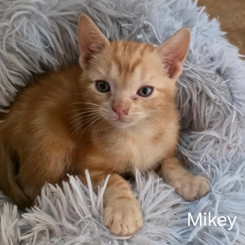 A baby small-sized male Orange / Red Domestic Short Hair cat named Mikey for adoption in Booneville, AR