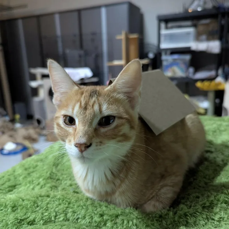 A young small-sized male Orange / Red Domestic Short Hair cat named Tito for adoption in Sioux Falls, SD