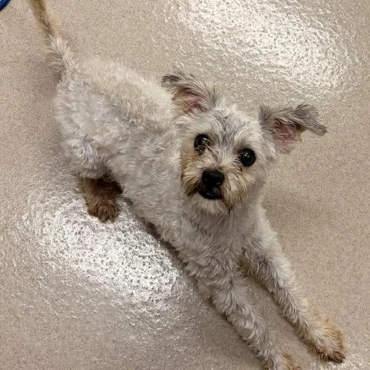 A young small-sized female White / Cream Mixed Breed dog named Sally for adoption in Houston, TX