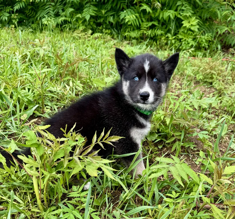 A baby large-sized male Husky dog named Spartacus for adoption in Iron Ridge, WI
