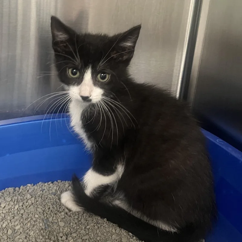 A baby small-sized male White Domestic Short Hair cat named Desert Rose for adoption in Hinsdale, IL