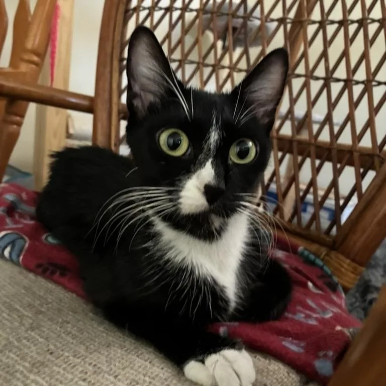 Cleopatra