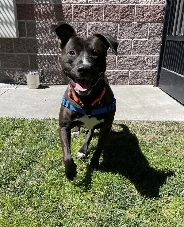 A young large-sized male Pit Bull Terrier dog named Chico for adoption in Oakland, CA