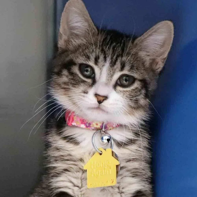 A baby small-sized female Domestic Short Hair cat named Jane for adoption in Port Washington, NY