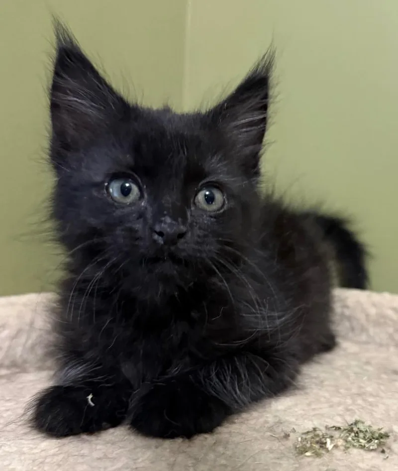 Ebony