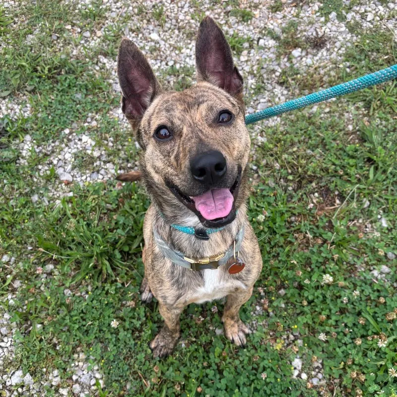 An adult medium-sized male Brindle Terrier dog named Charlie for adoption in Springfield, MO