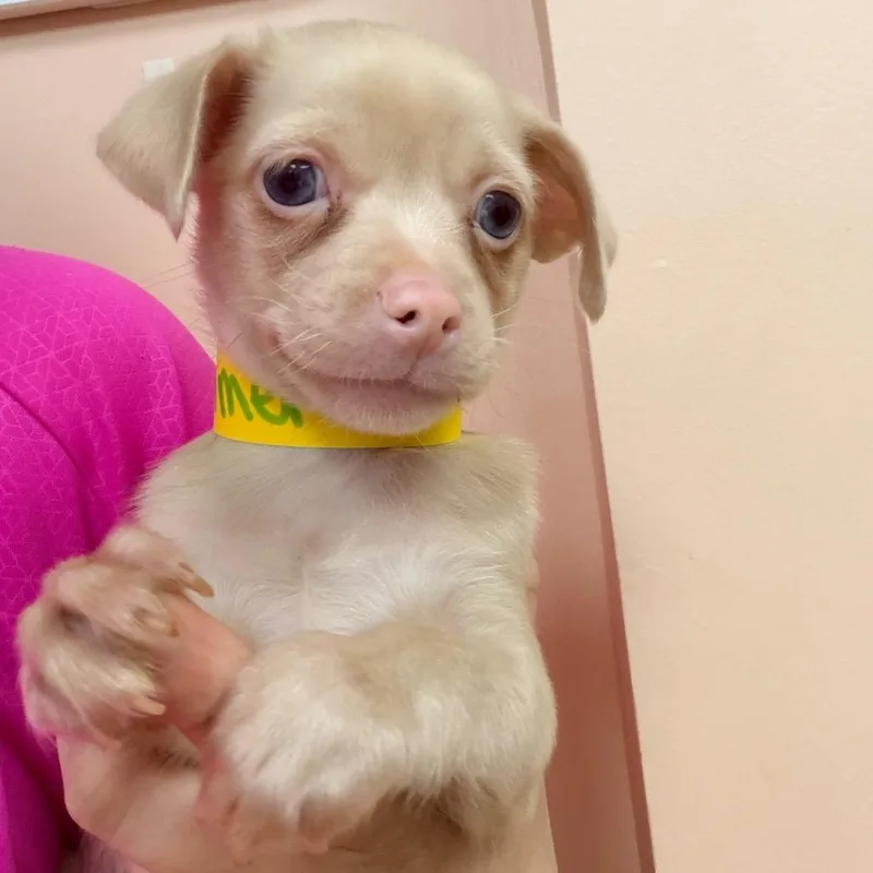 A baby small-sized female Yellow / Tan / Blond / Fawn Yorkshire Terrier dog named Summer for adoption in Columbus, GA