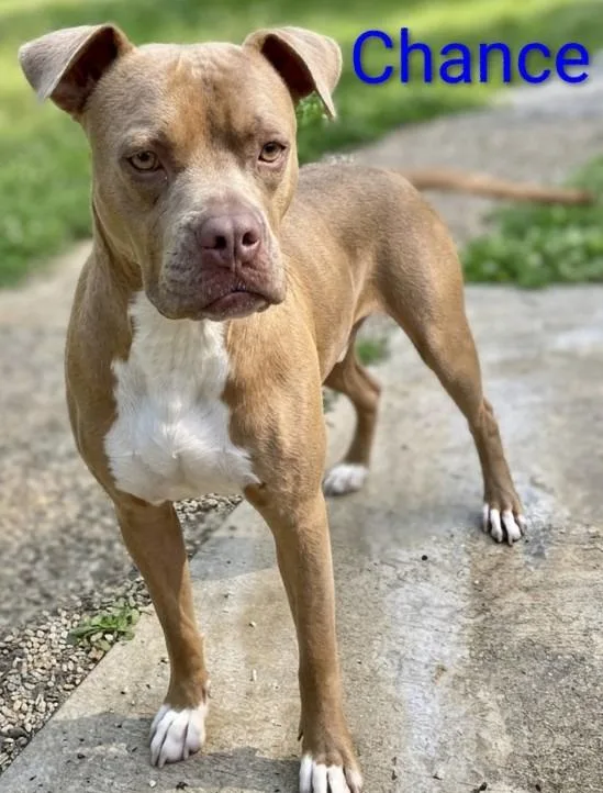An adult medium-sized male Boxer dog named Chance for adoption in Mena, AR