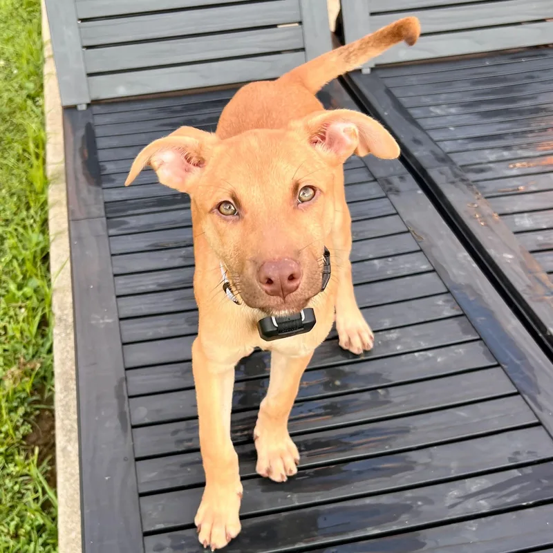 A baby medium-sized male Labrador Retriever dog named Phil for adoption in Baldwin, MD