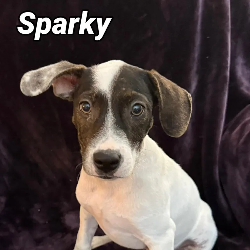 Sparky