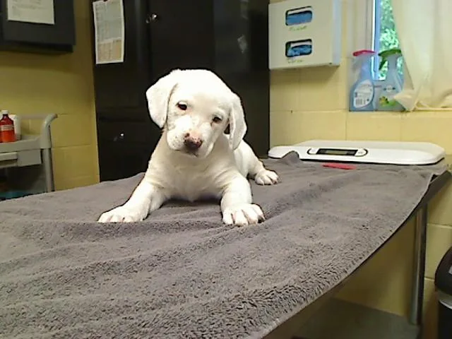 A baby large-sized male Labrador Retriever dog named Casper for adoption in Cookeville, TN
