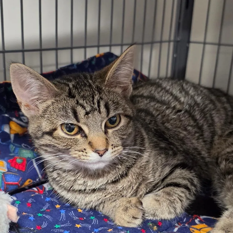 A young medium-sized female Brown / Chocolate Domestic Short Hair cat named Slip And Slide for adoption in Muncie, IN