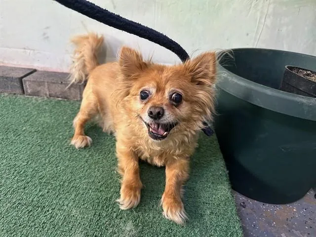 A senior medium-sized male Chihuahua dog named Skippy for adoption in Baldwin Park, CA