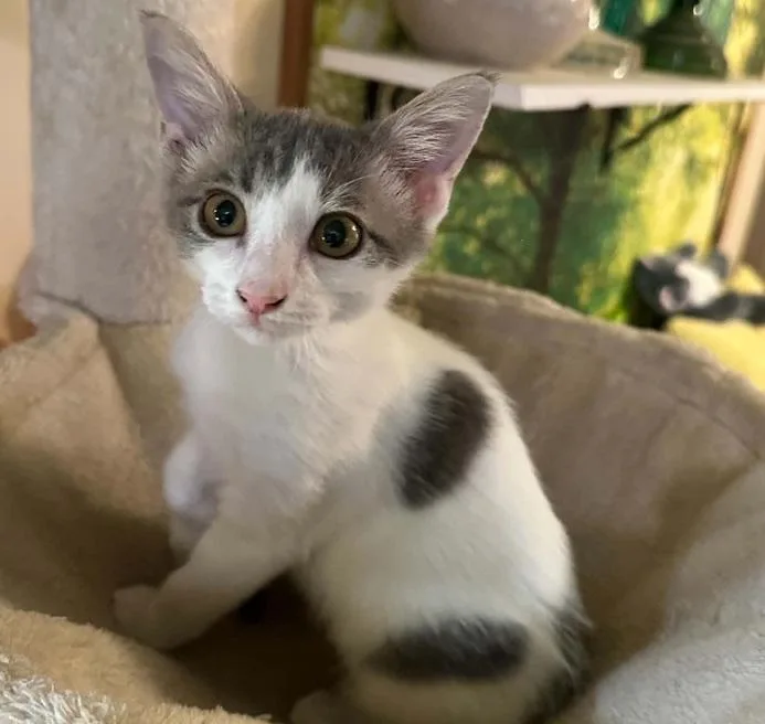 A baby medium-sized male Gray & White Domestic Short Hair cat named Ambo for adoption in Waxahachie, TX