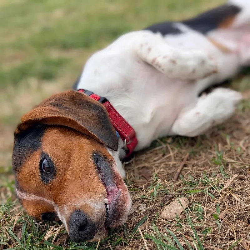 An adult small-sized male Beagle dog named Jesse for adoption in Nowata, OK