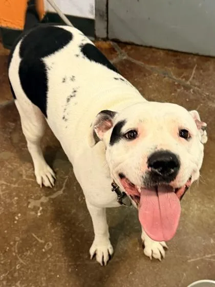 An adult medium-sized female Mixed Breed dog named Baby Girl for adoption in Cincinnati, OH