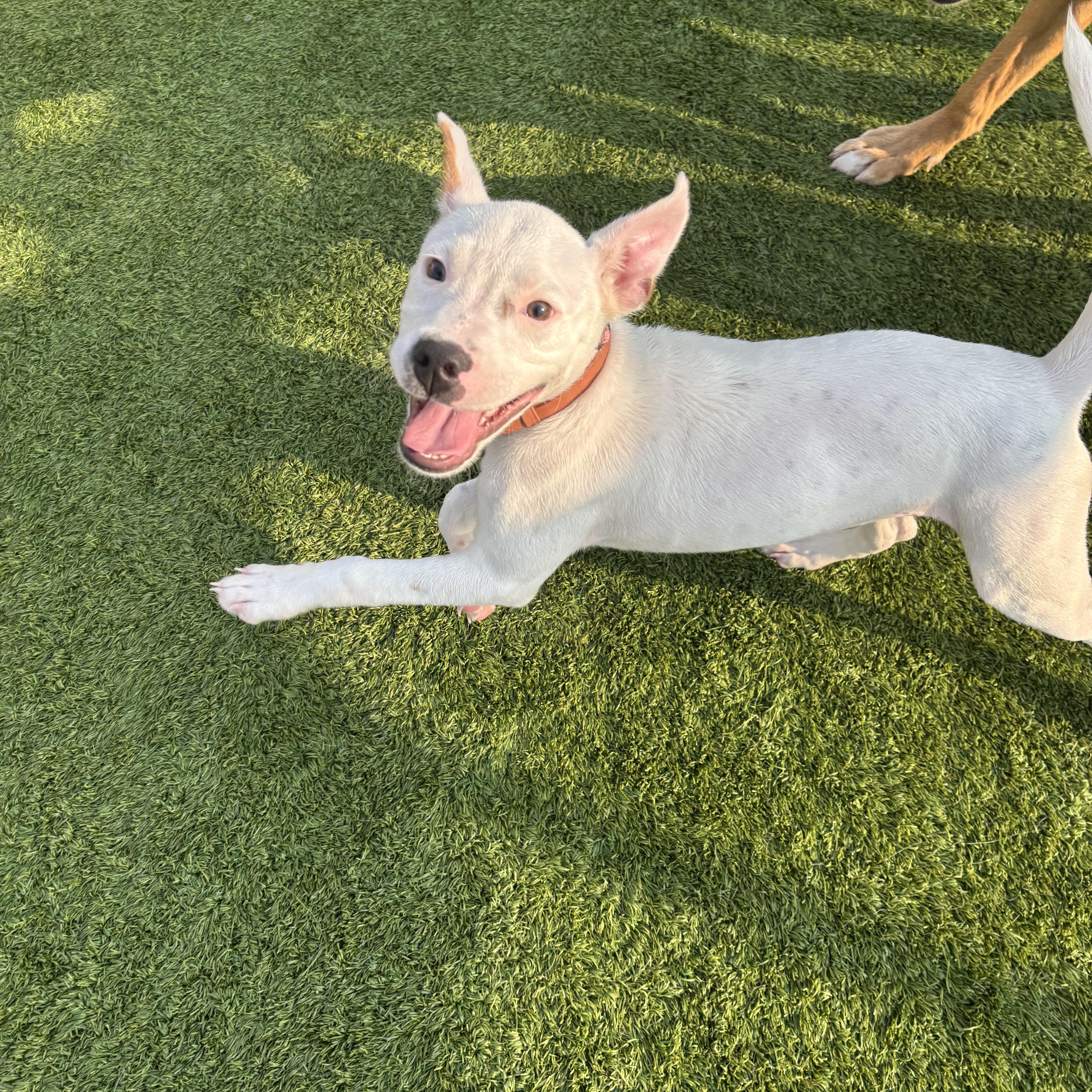A baby medium-sized female White / Cream Pit Bull Terrier dog named Oddball for adoption in Liberty, MO