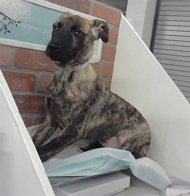 A baby small-sized male Labrador Retriever dog named Matteo for adoption in Houston, TX