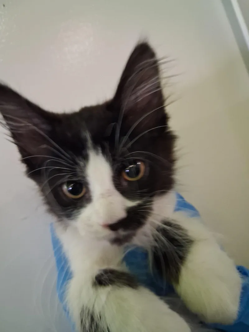 A baby medium-sized male Domestic Medium Hair cat named James for adoption in Los Angeles, CA