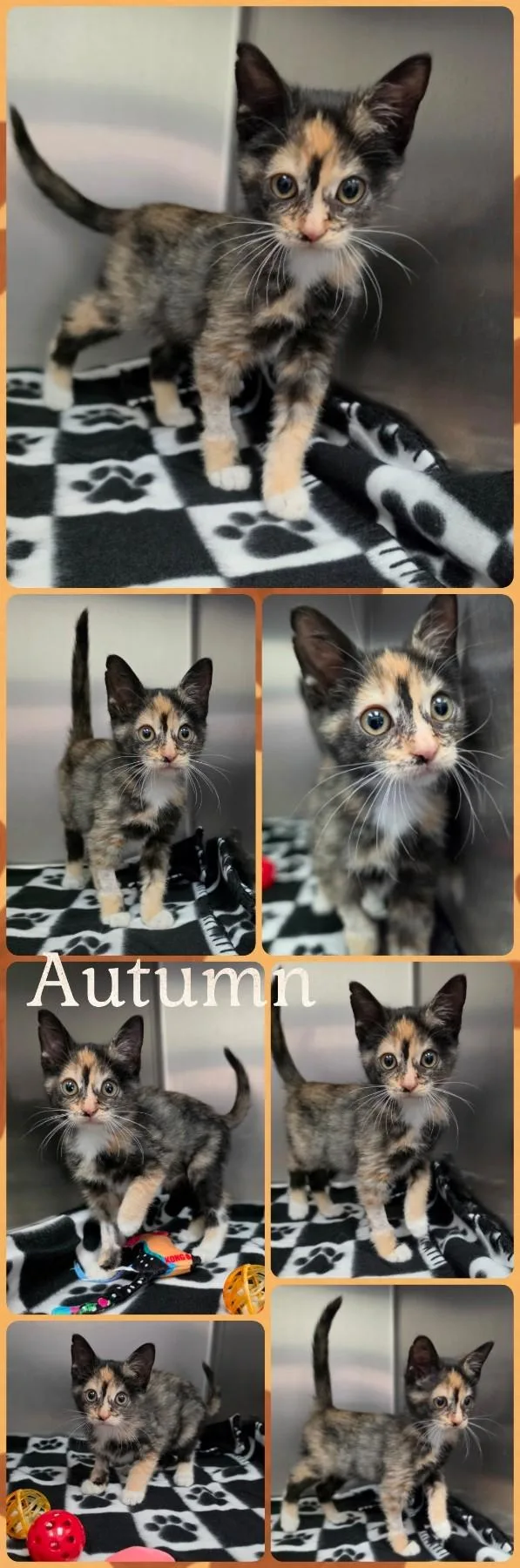 A baby medium-sized female Domestic Short Hair cat named Autumn for adoption in Universal City, TX