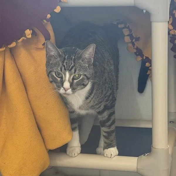 A young small-sized male Domestic Short Hair cat named Boots for adoption in Des Moines, IA
