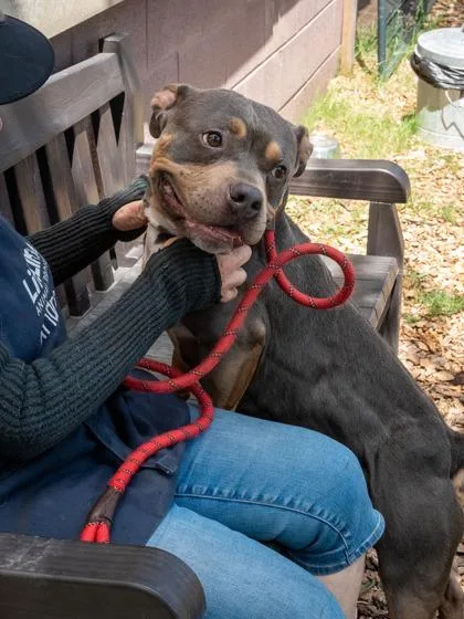 An adult medium-sized male Mixed Breed dog named Randall for adoption in Chamblee, GA