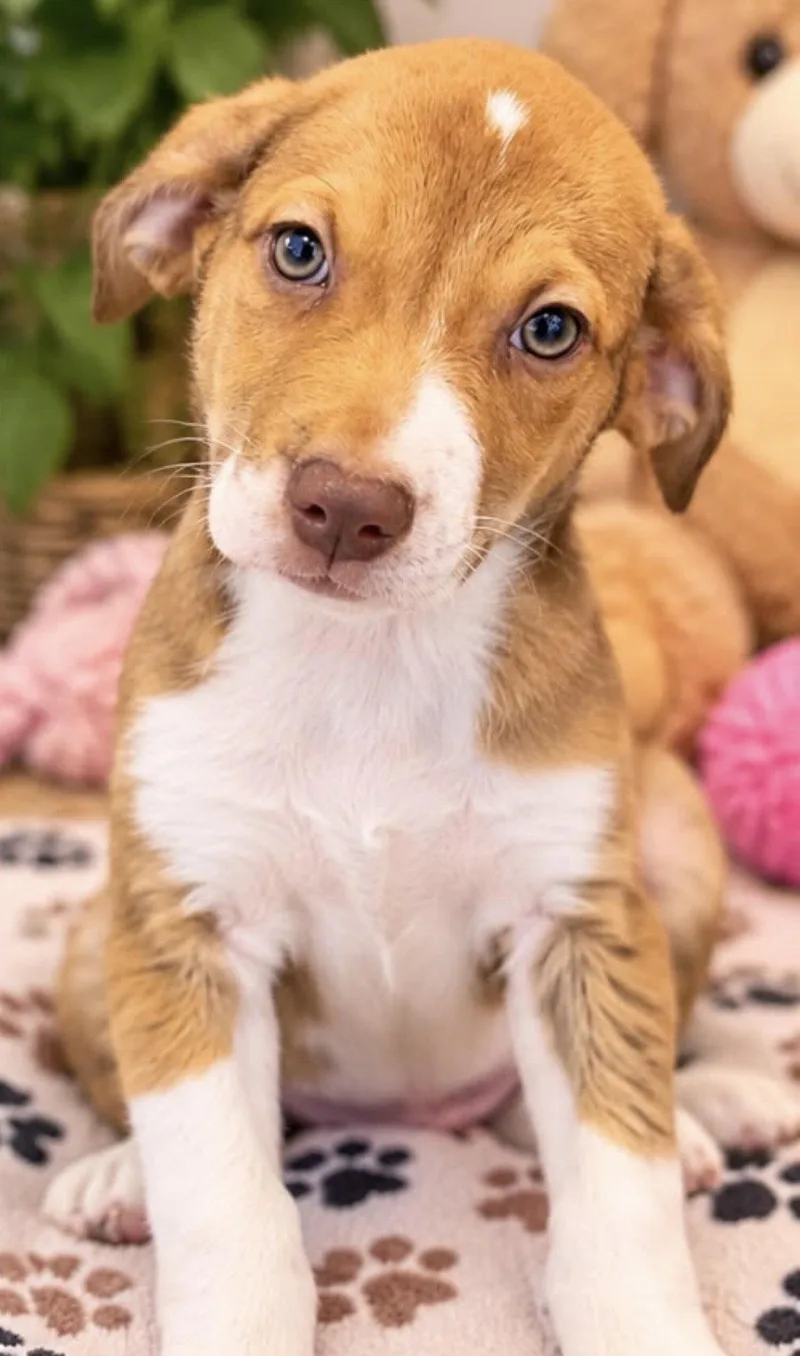 A young medium-sized female Australian Shepherd dog named Annabelle for adoption in Margate, FL