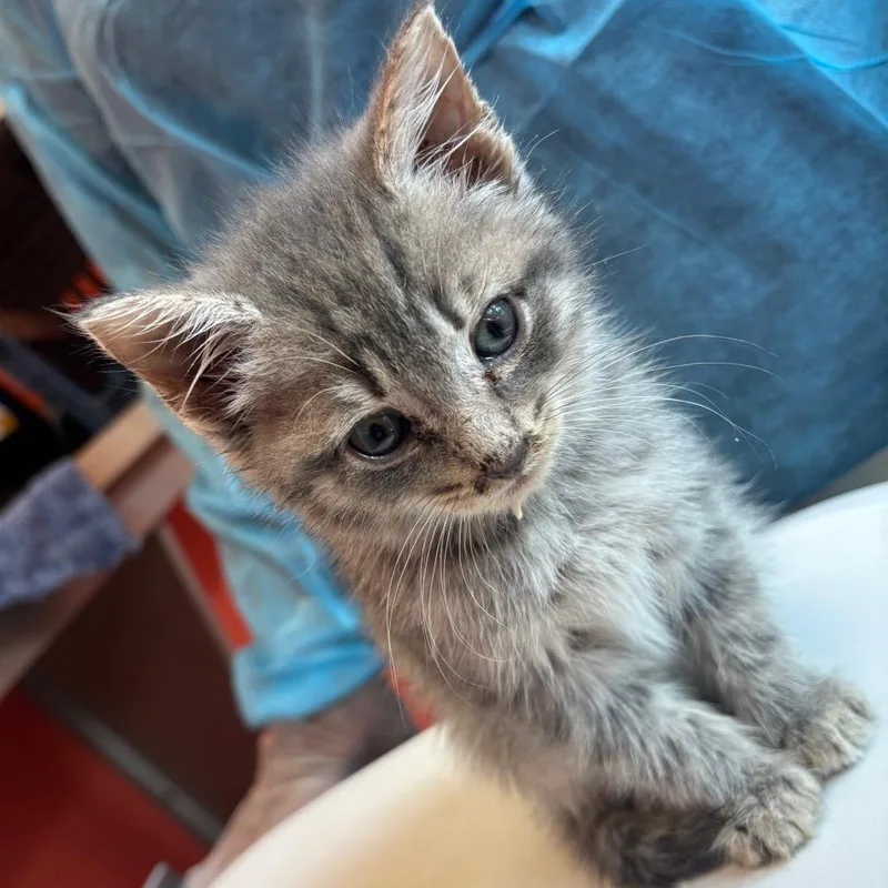 A baby small-sized male Gray / Blue / Silver Domestic Medium Hair cat named Hue for adoption in Newark, NJ