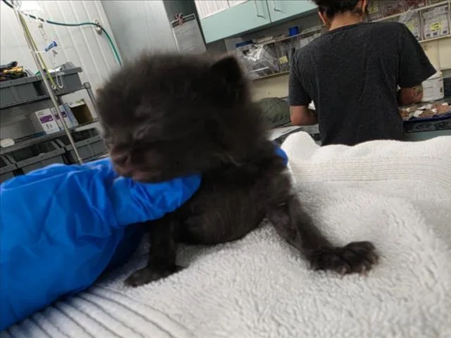 A baby small-sized female Domestic Short Hair cat named Baby Baby for adoption in Woodland, CA