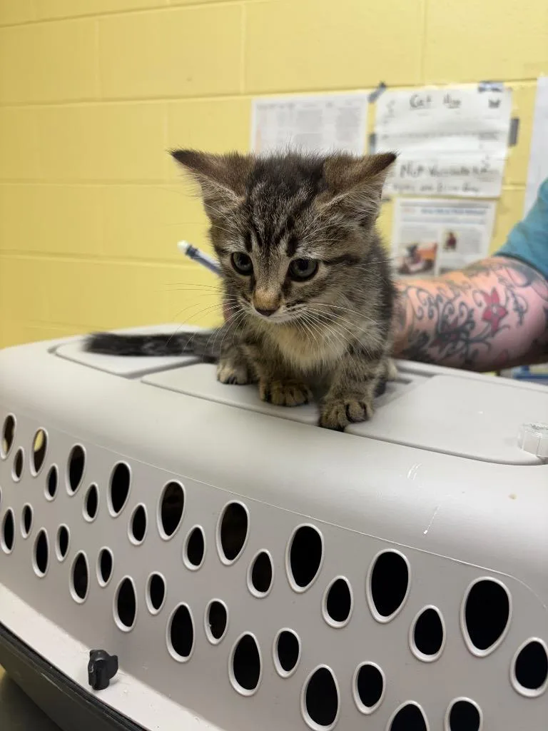 A baby small-sized female Domestic Short Hair cat named Olive Oyl for adoption in Crossville, TN