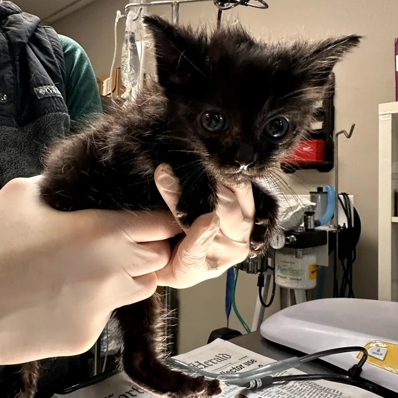 A baby small-sized female Black Domestic Short Hair cat named Blackberry for adoption in Houston, TX