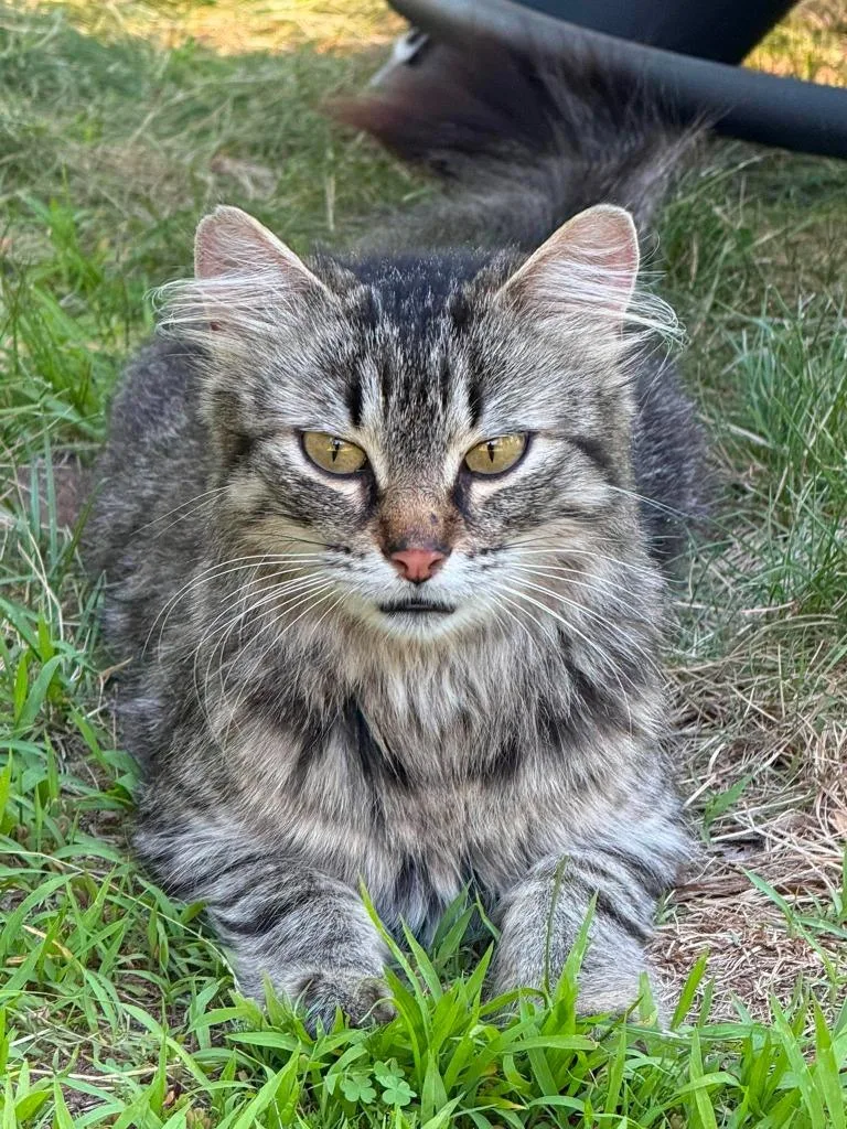 An adult medium-sized female Domestic Short Hair cat named Kit for adoption in Cloquet, MN