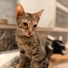 A baby small-sized female Brown / Chocolate Domestic Short Hair cat named Kiki for adoption in Jupiter, FL