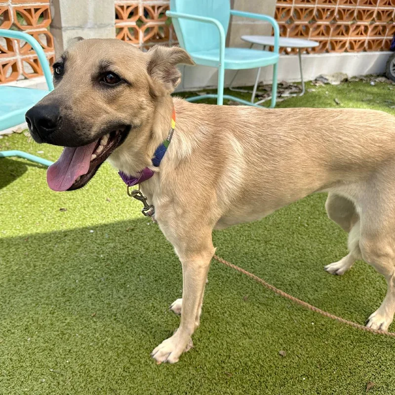 A young medium-sized female Mixed Breed dog named The Hierophant for adoption in Austin, TX