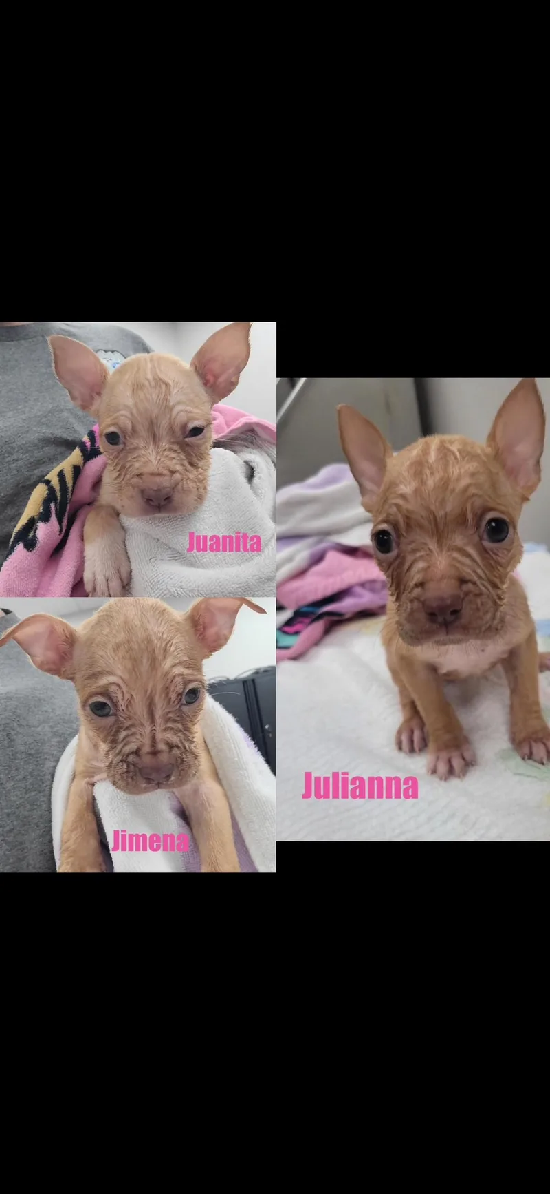 A baby medium-sized female Brown / Chocolate Staffordshire Bull Terrier dog named J litter girls for adoption in seaside heights, NJ