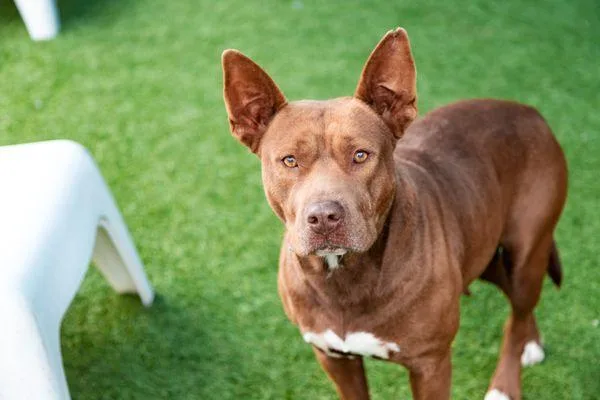 An adult large-sized female Mixed Breed dog named Ruby for adoption in Dallas, TX