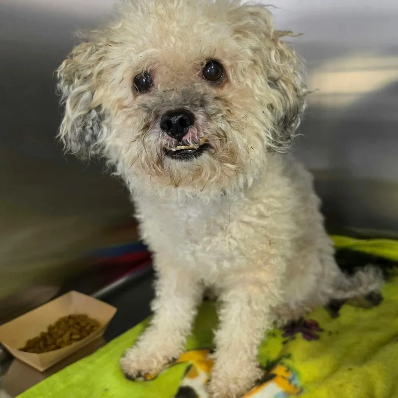 A senior small-sized male Miniature Poodle dog named Henson for adoption in Minooka, IL