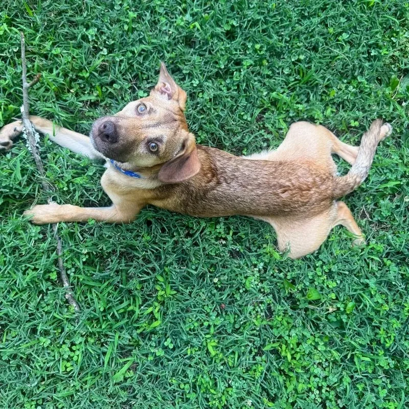 A baby medium-sized male Yellow / Tan / Blond / Fawn Mixed Breed dog named Yankee for adoption in Baldwin, MD
