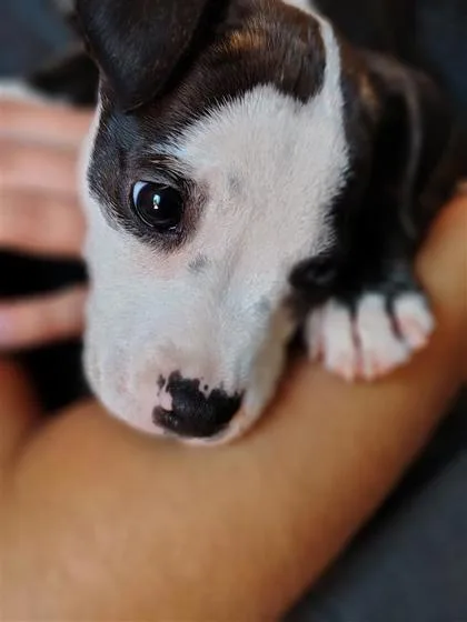 Roo thumbnail 2
