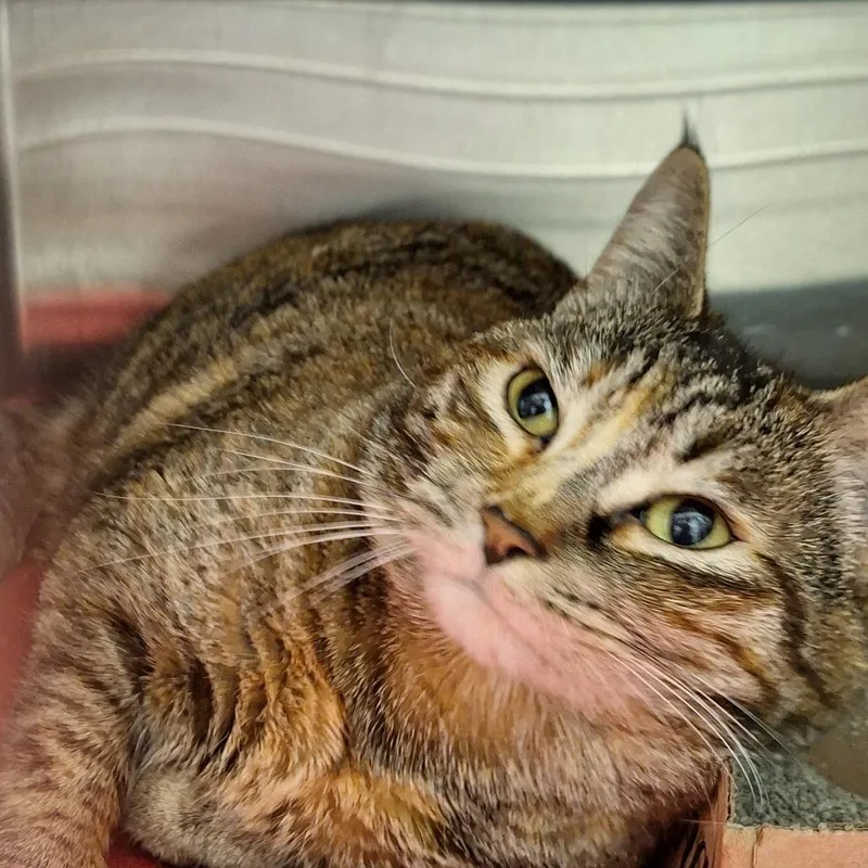 An adult large-sized female Brown / Chocolate Domestic Short Hair cat named Nena for adoption in Delaware, OH