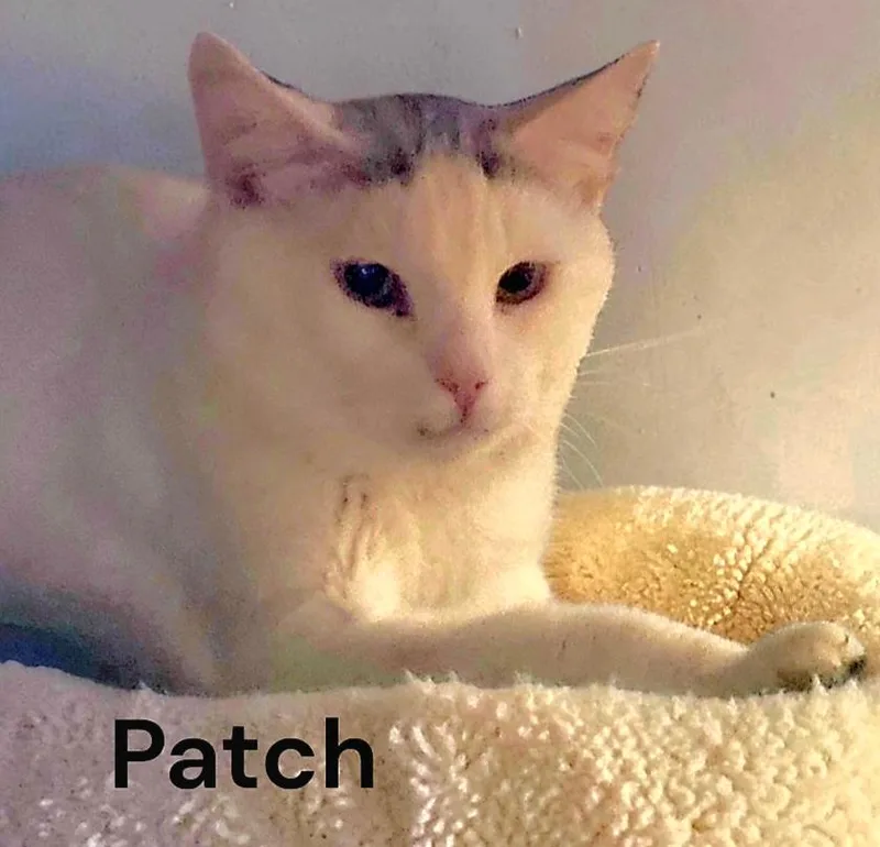 An adult medium-sized male Domestic Short Hair cat named Patch for adoption in Weems, VA