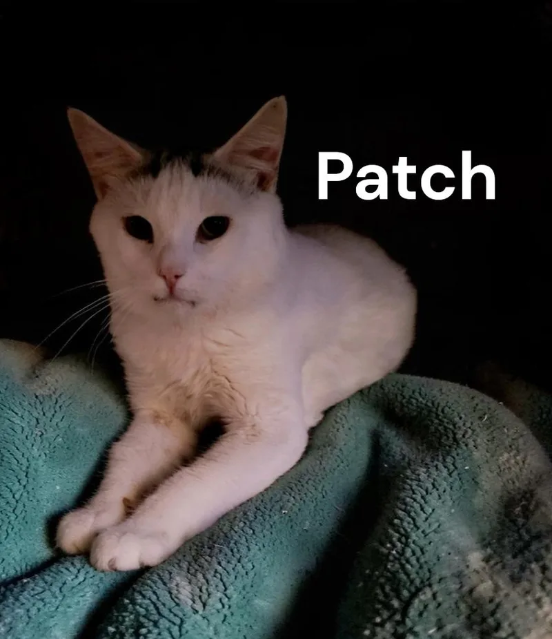 Patch thumbnail 3