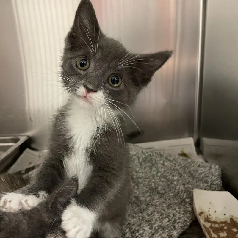 A baby small-sized male Gray / Blue / Silver Domestic Short Hair cat named Roxas for adoption in Pittsburgh, PA