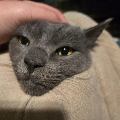 Louie thumbnail 2